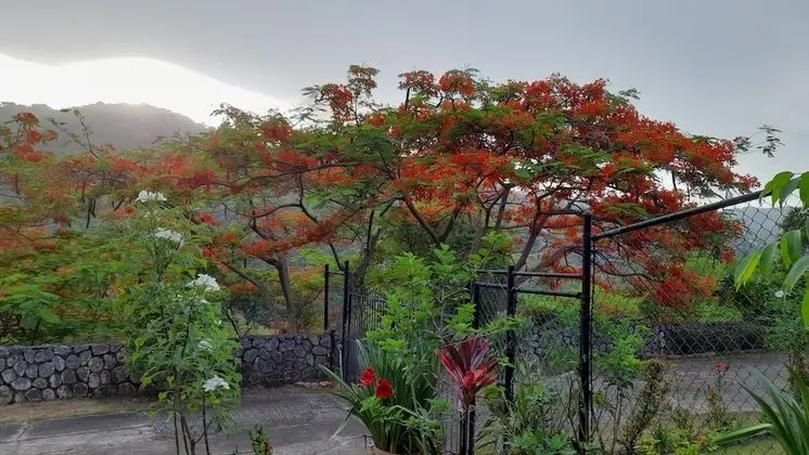 Neita's Nest - Jamaican Bed & Breakfast - Dış Mekan