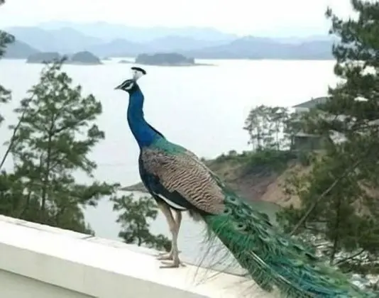 New Century Resort Qiandao Lake Hangzhou - Konum Öne Çıkanlar