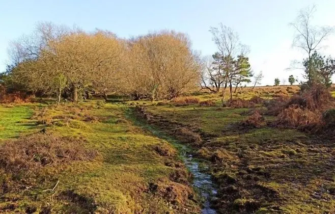 New Forest Lodge - Dış Mekan
