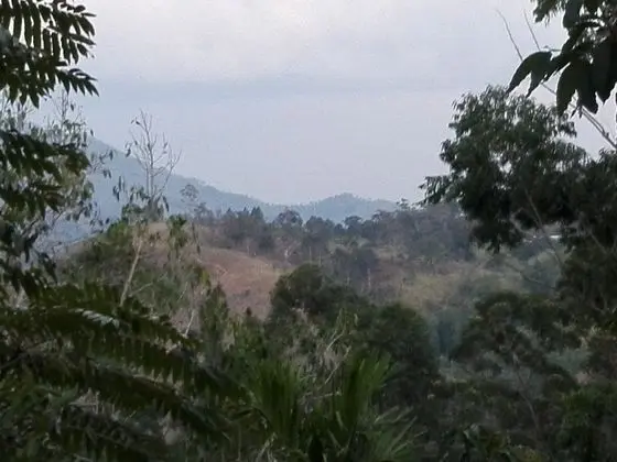 New Green View