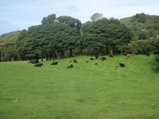 Nga Puriri Bed and Breakfast - Dış Mekan