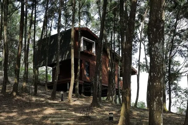 Nine Trees Forest House