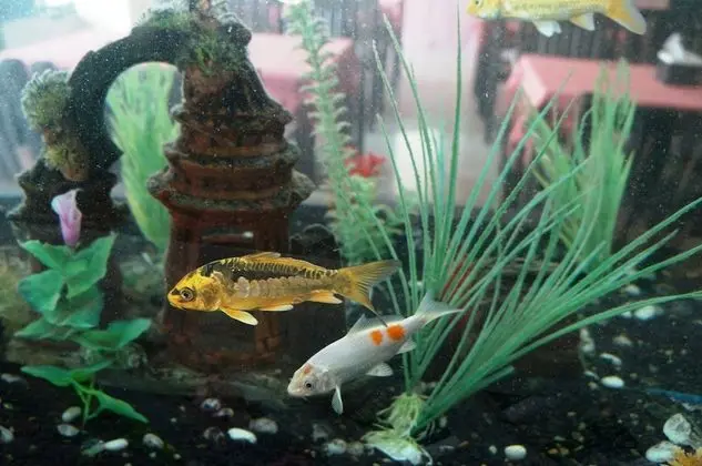 Noble Place Chiangmai