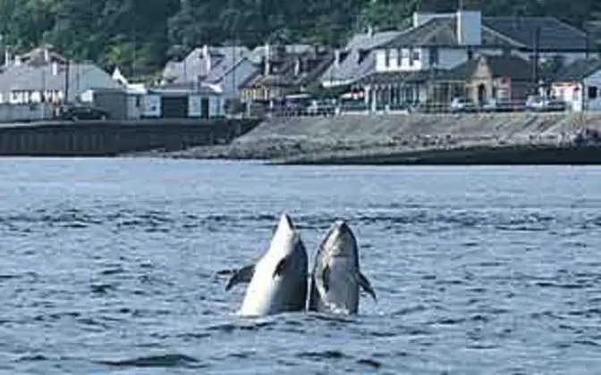 North Kessock Hotel - Genel