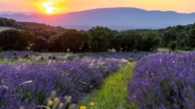 Ô Chalets de Provence - Öne Çıkan Resim
