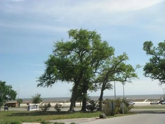 Oak Shores 115 - Dış Mekan