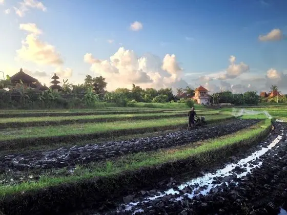 Oasis Canggu Bali - Dış Mekan