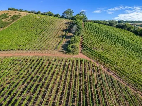 Old Walls Vineyard