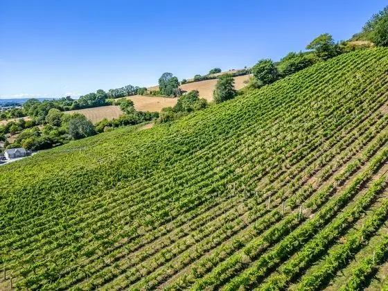 Old Walls Vineyard - Dış Mekan