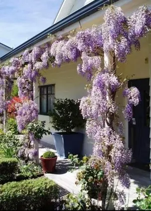 Olive Rabbit - Boutique Bed & Breakfast - Dış Mekan