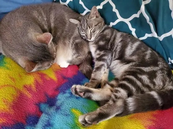 The One Cat B&B - Lobi