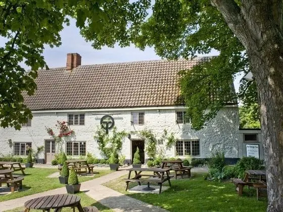 The Orange Tree - Öne Çıkan Resim