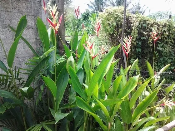 Orchid Villa 10 - Öne Çıkan Resim