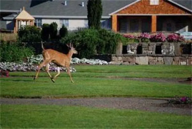 Oregon Garden Resort - 1