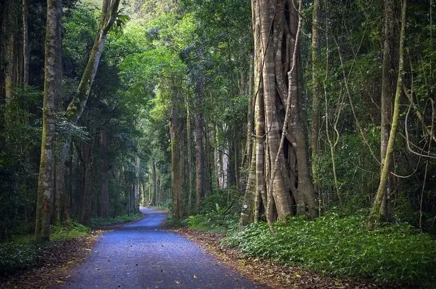 O'Reilly's Rainforest Retreat - Dış Mekan