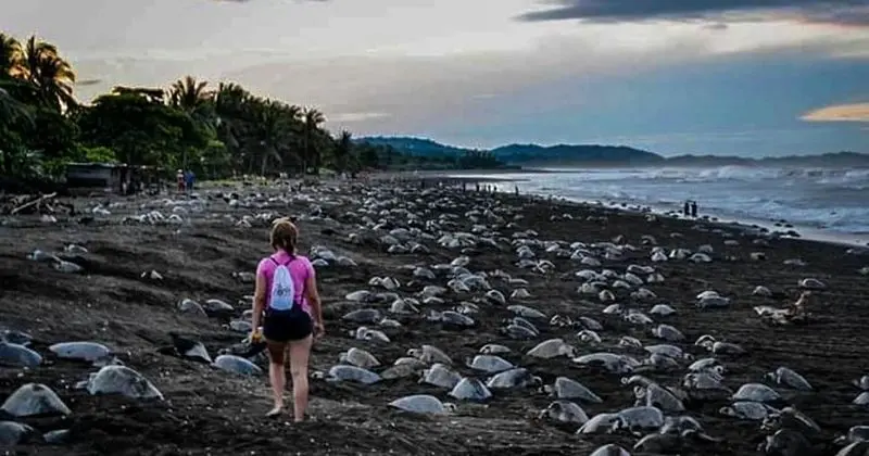 Ostional Turtle Lodge