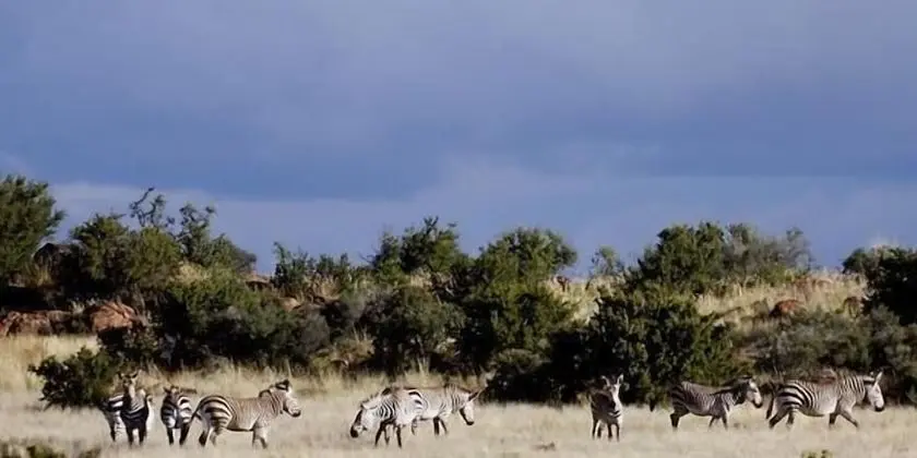 Otterskloof Private Game Reserve - Safari ve Oyun