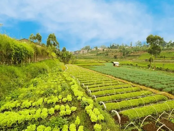 OYO Homes 90992 Eco Tourism Desa