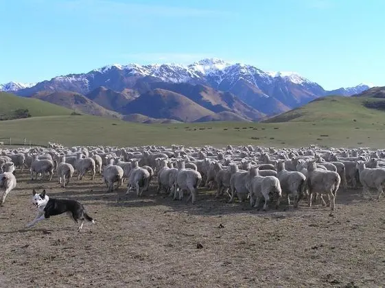 Pahau Downs High Quality Farmstay
