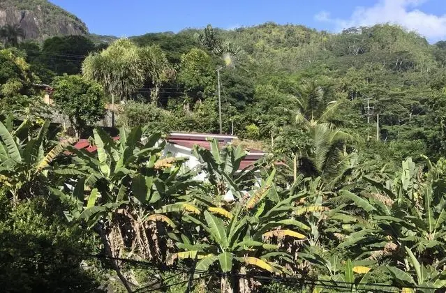 Papaya Guesthouse