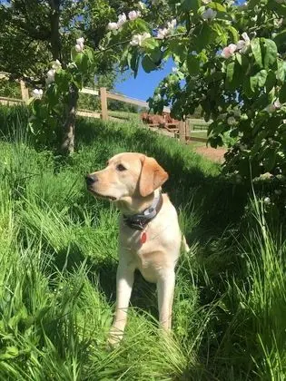Pardlestone Farm: B&B - Dış Mekan