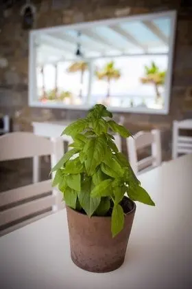 Paros Philoxenia - Dış Mekan