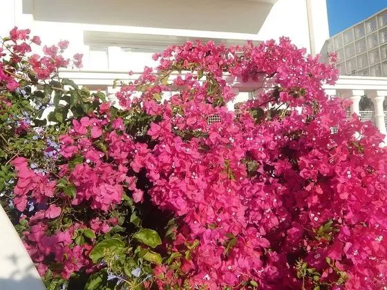 Peggy's Villa - Dış Mekan