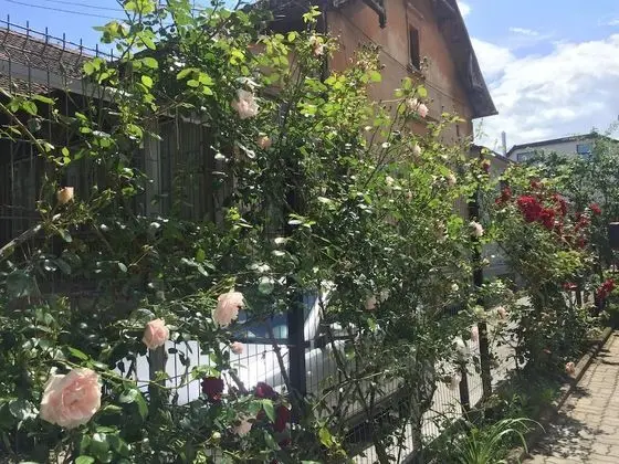 Pension Buon Gusto Sibiu - Oda Manzaraları