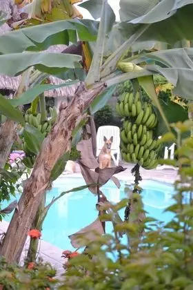 Pension de la Plage - Havuz