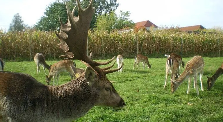 Hotel-Pension Märkischheide
