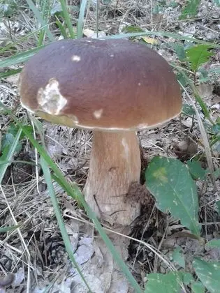 Penzion Zelený Háj - Dış Mekan