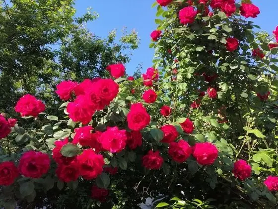 Pergamon Pension - Dış Mekan