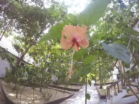 Perhentian Tivoli Inn - Dış Mekan