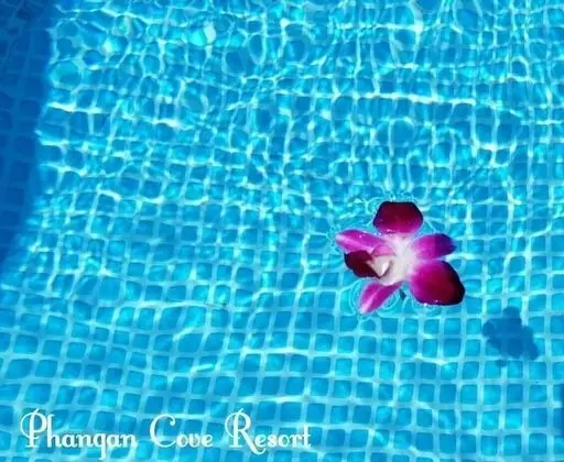 Phangan Cove Beach Resort - Havuz