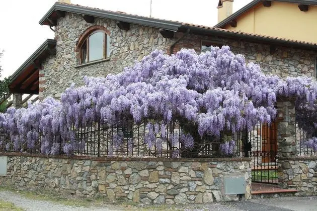 Pietra & Glicine B&B