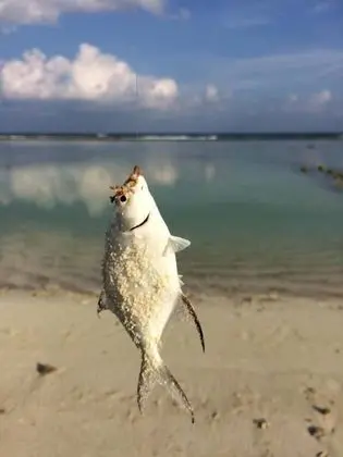 Pine Lodge Maldives - Plaj