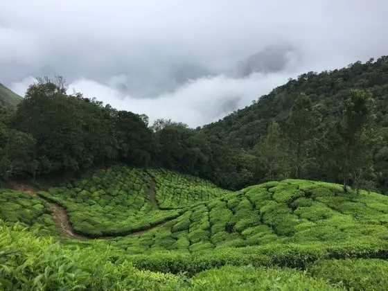 Pine Tree Munnar