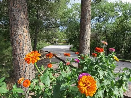 The Pines Country Inn - Dış Mekan