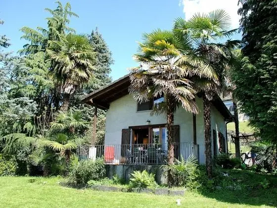 Pipistrello Gambarogno