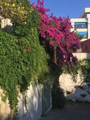 Pithaecusa - Dış Mekan