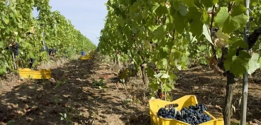 Podere San Michele - Şaraphane