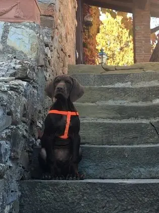 Podere Terreno alla Via della Volpaia - Dış Mekan
