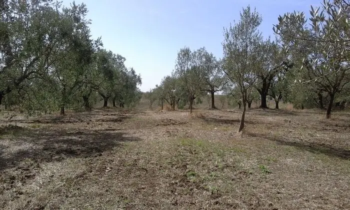 Poderi di Tragliatella Farmhouse - Dış Mekan