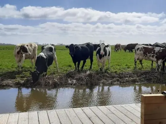 Prive Jacuzzi, Cows, Dairyfarm, Relaxing, Sleeping - Dış Mekan