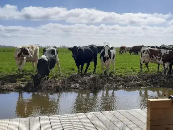 Prive Jacuzzi, Cows, Dairyfarm, Relaxing, Sleeping - Genel