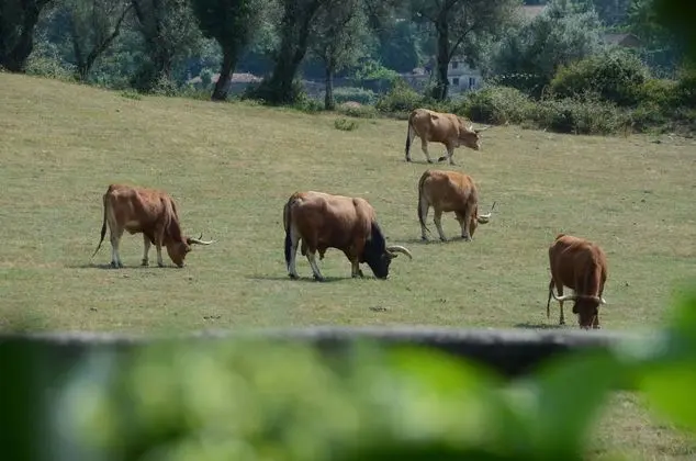 QUINTA DO RAPOZINHO - Genel