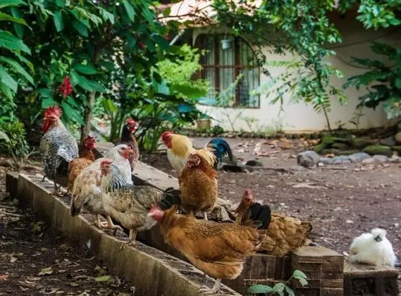 Quinta mi Tata B&B - Dış Mekan