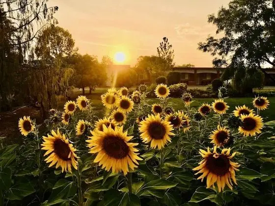 Quirindi Sunflower Motor Inn - Dış Mekan