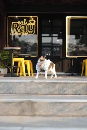 Ray Coffee Bar & Hostel - Adults Only - Dış Mekan