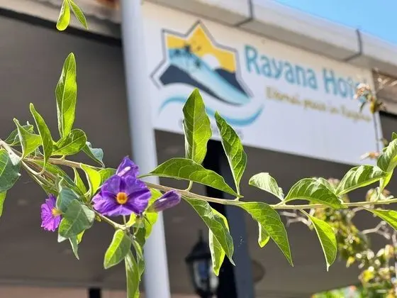 Rayana Hotel - Genel